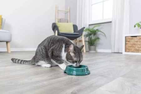 Trixie TX-2474 Miska Plastikowa dla Kota 0,2l 11cm