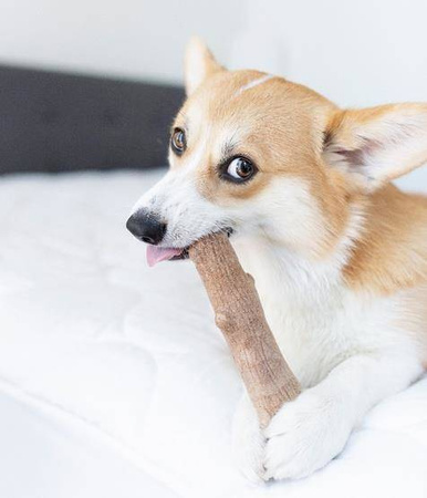 Petstages Zabawka Pies Dogwood Gryzak "XS"