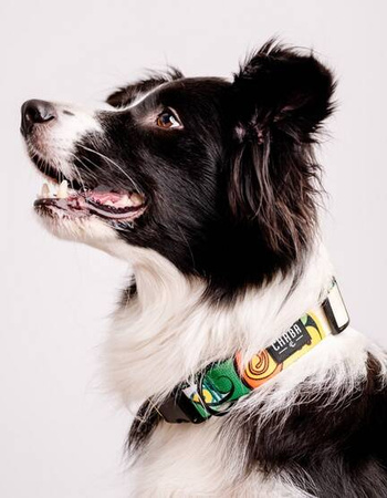 Chaba Obroża Dla Psa Regulowana Story III XL Jumbo