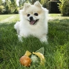 Garden Bites Fruity Friends Przysmak Dla Psa S 4x270g