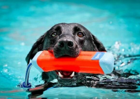 Chuckit! Zabawka Dla Psa Amphibious Bumper M