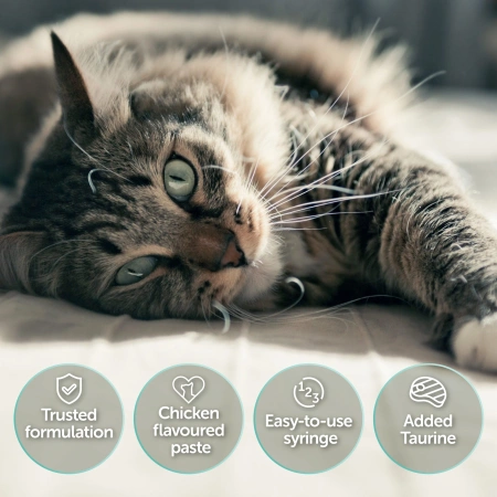 Pro-Kolin Advanced Witaminy Dla Kota na Jelita 15ml