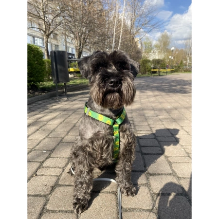 WAUDOG Nylonowe Szelki Dla Psa Awokado Adresówka QR XL