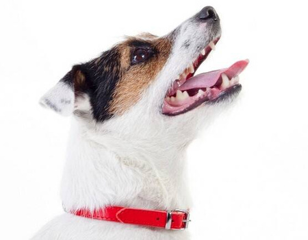 Dingo Obroża Dla Psa Skórzana Filc 1,0x33cm Czerwona