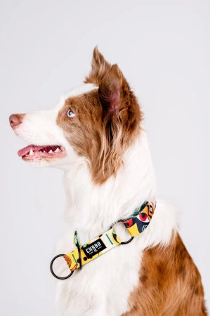 Chaba Story Obroża Dla Psa Półzaciskowa S Jumbo