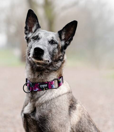 Chaba Obroża Dla Psa Regulowana Story III S Lakota