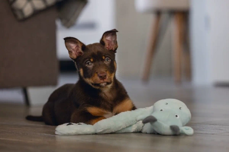 Beeztees Pluszak dla Psa Szczeniaka Niebieski Smok 70cm