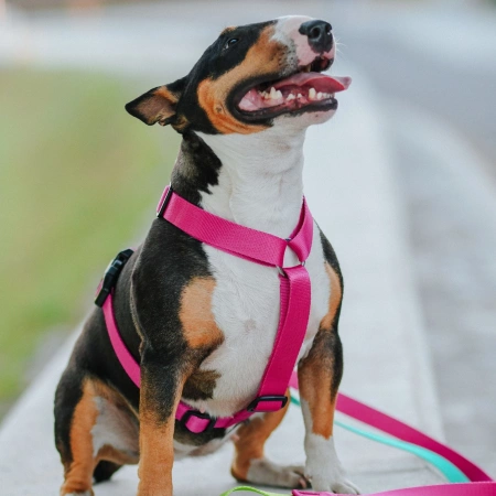 Dingo Energy Szelki Dla Psa Guard Niebieskie 3,0/55-100cm