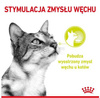 Royal Canin Sensory Smell Karma Mokra Dla Kota w Sosie 85g
