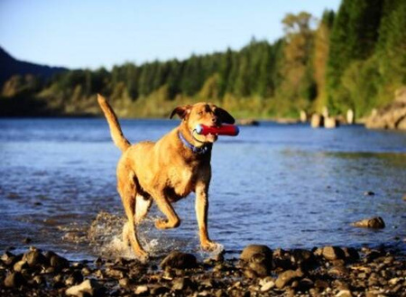 Chuckit! Zabawka Dla Psa Amphibious Bumper M