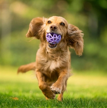 Toby's Choice Spiderweb Ball Piłka dla Psa S 7cm