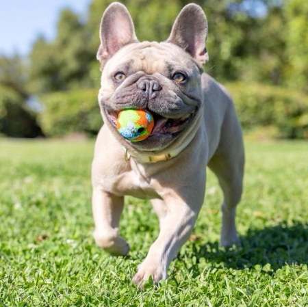 Chuckit! EcoFetch Ball Piłka Dla Psa 5cm S 2szt