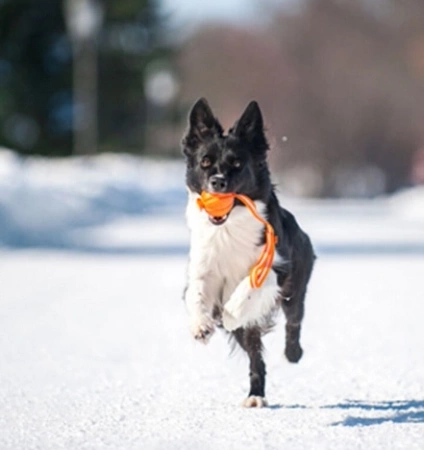 Collar Liker Line Zabawka dla Psa Piłka Na Taśmie 7cm