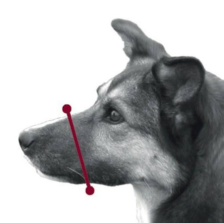 Trixie Kaganiec Dla Psa Nylonowy Regulowany Nr 3