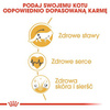Royal Canin Karma Sucha Dla Kota Rasy Maine Coon 400g