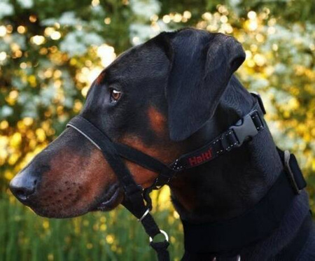 Halti Kantarek Obroża Dla Psa Uzdowa 1 Czarna
