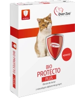 kocięta i młode koty