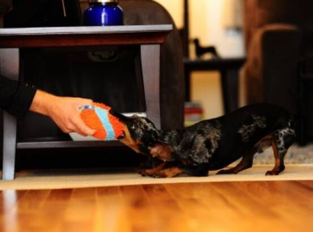 Chuckit! Zabawka Dla Psa Piłka Indoor Ball