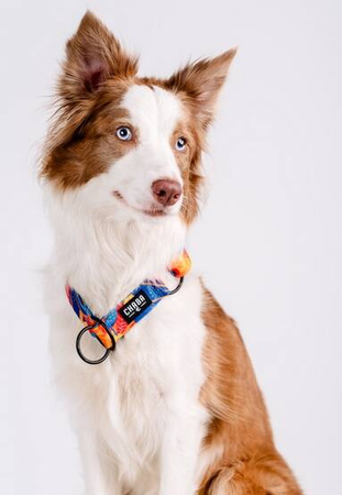 Chaba Story Obroża Dla Psa Półzaciskowa S Aussie