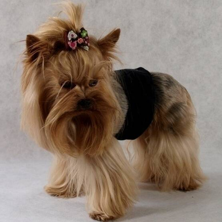 Grande Finale Pampas Czarny Majtki dla Samca 2