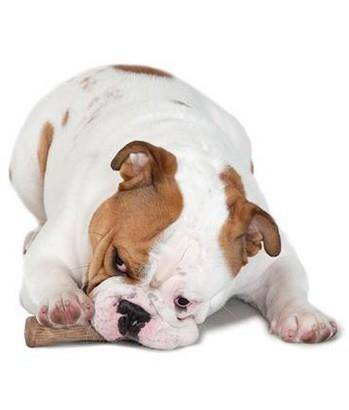 Petstages Zabawka Pies Dogwood Gryzak "XS"