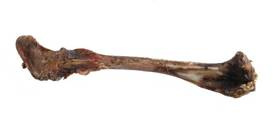 Arami Przysmak Dla Psa Kość Jelenia Duża