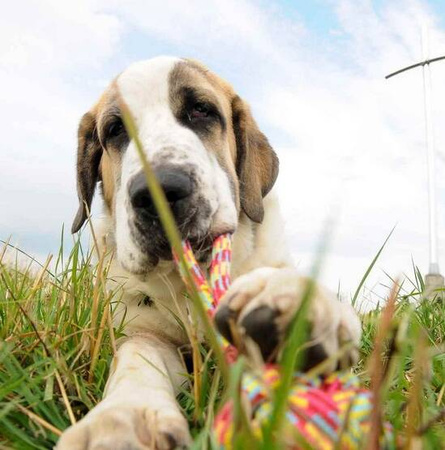 Dingo Zabawka Dla Psa Piłka Ze Sznura 250g/27cm