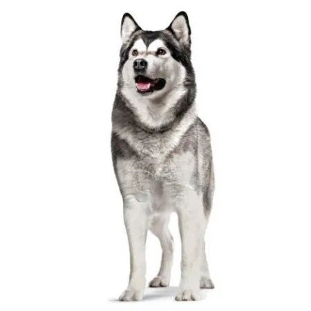 Royal Canin Ageing Przysmak Dla Psa Seniora 240g