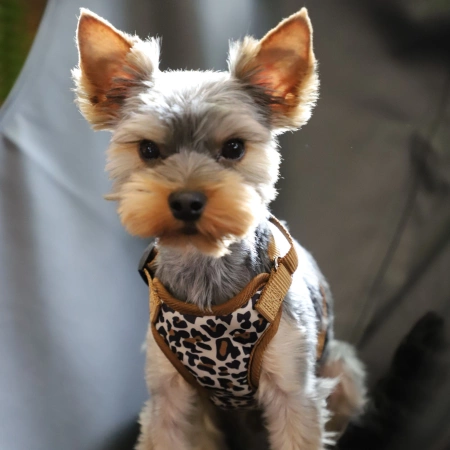 Dingo Bezuciskowe Szelki dla Psa i Kota Leopard S