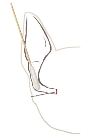 Bamboostick Patyczki Do Uszu Dla Psa S/M 10szt