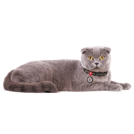 WAUDOG Nylon Obroża Dla Psa Kota Cętki Z Adresówką QR XS