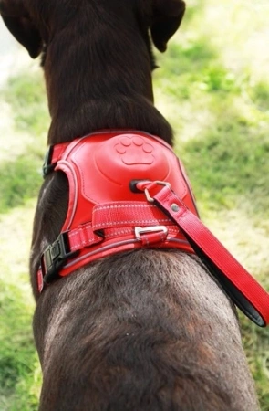 Zolux Easyride Szelki Dla Psa Ze Smyczą S Czarne