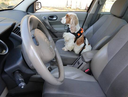 Kardiff Pas Dla Psa Bezpieczeństwa Do Samochodu S