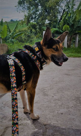 Dingo Szelki Guard City Chiapas M 3,0 X 38-70cm