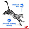 Royal Canin Indoor Sterilised Żel Karma Mokra Dla Kota 85g