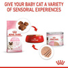 Royal Canin Mother Babycat Mousse Mus dla Kociąt Kotek Karmiących 195g