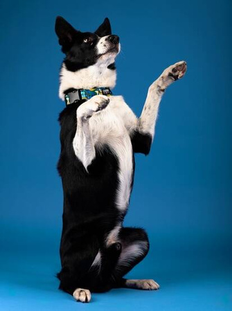 Chaba Obroża Dla Psa Regulowana Story III L Carnival