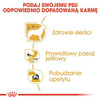 Royal Canin Mokra Karma Dla Psa Rasy Chihuahua 85g