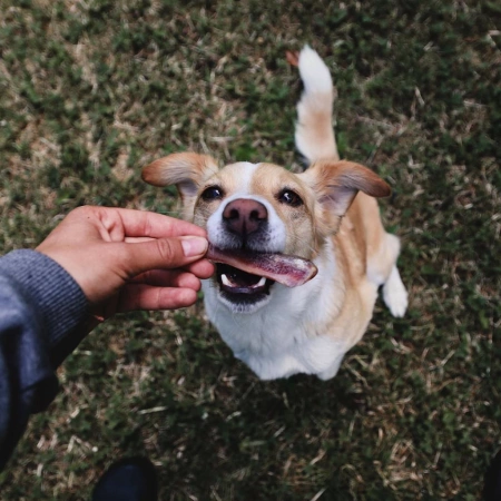 Duvo+ Farmz Serrano Kości Wieprzowe Mini Wędzone 3szt 40g