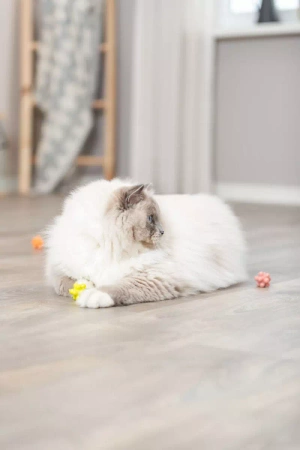 Trixie Tx-4534 Piłki Bąbelkowe Dla Kota 4szt.