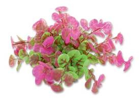 Happet Roślina do akwarium Folia 10cm / 1F11