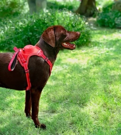 Zolux Easyride Szelki Dla Psa Ze Smyczą XS Czerwone