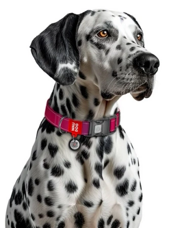 WAUDOG Mono Obroża Dla Psa Różowa Z Adresówką QR S