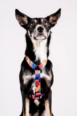 Chaba Szelki Guard dla Psa S Aussie 26-35/1,6cm