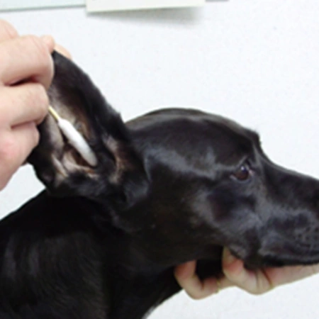 Bamboostick Patyczki Do Uszu Dla Psa S/M 10szt