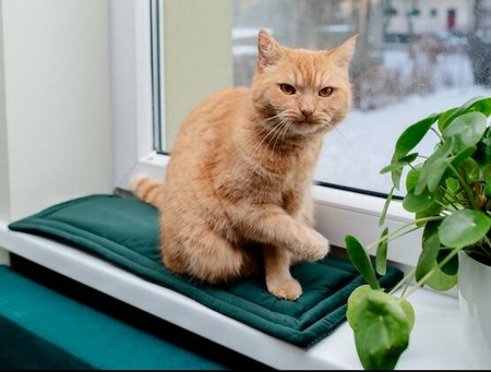 MIMIKO Pets Mata Dla Kota 25x70cm Butelkowa Zieleń