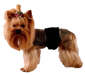 Grande Finale Pampas Czarny Majtki dla Samca 1