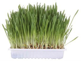 Trixie Trawa Dla Kota Pudełko